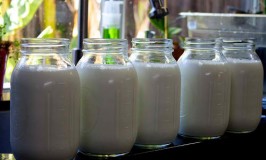 Different Types Of Milk For My Kefir