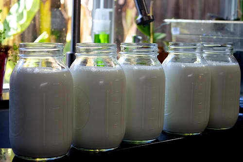 Different Types Of Milk For My Kefir
