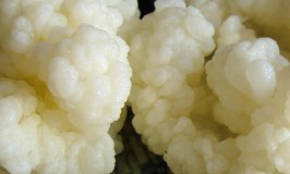 Make Your Own Milk Kefir in 7 Simple Steps