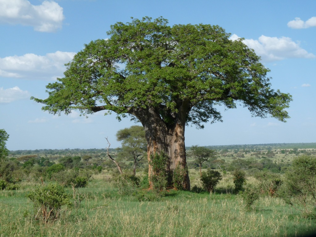 Baobab