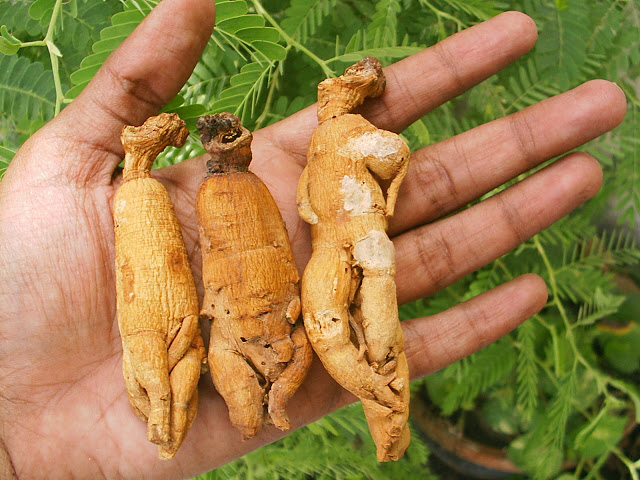 ginseng root