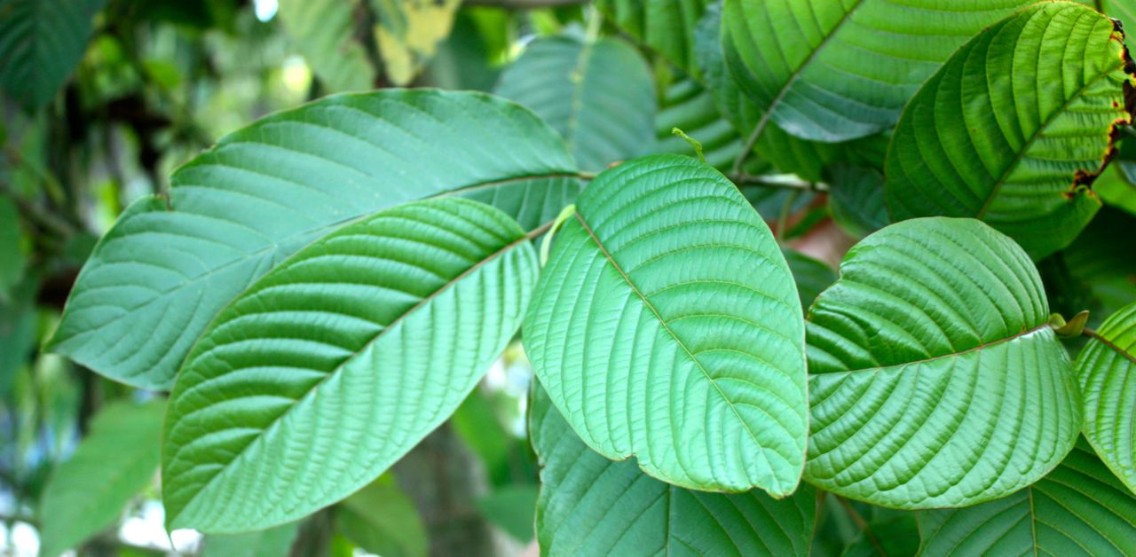 kratom plants
